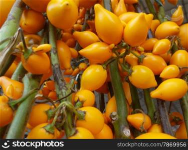 Solanum mammosum growing in the garden. Solanum mammosum is commonly known as nipple fruit or titty fruit,