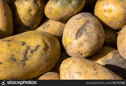 Solanum tuberosum background with potatoes