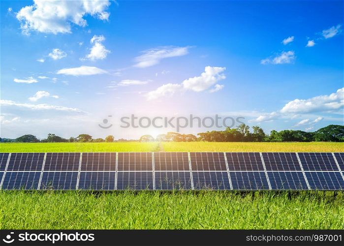 Solar panels on Cornfield and Rice Golden yellow landscape against blue sky with clouds.