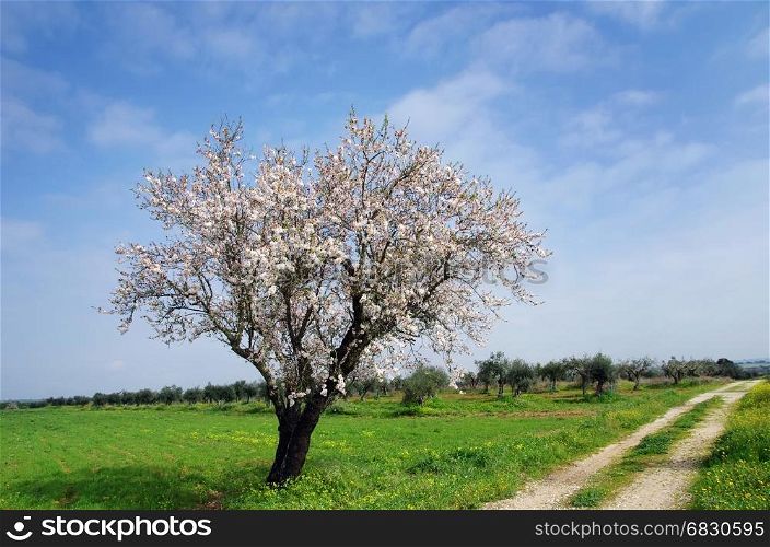 solitary almond tree in south of Portugal