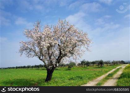 solitary almond tree in south of Portugal