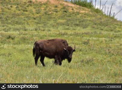 Solitary American buffalo standing on the side of a grass hill.