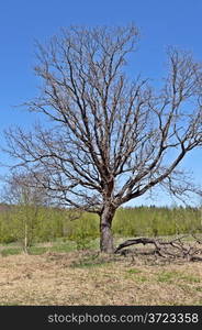 Solitary bare oak tree in forest glade on sunny spring day