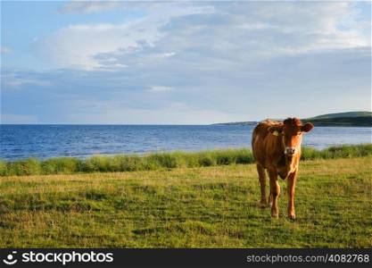 Solitary cow