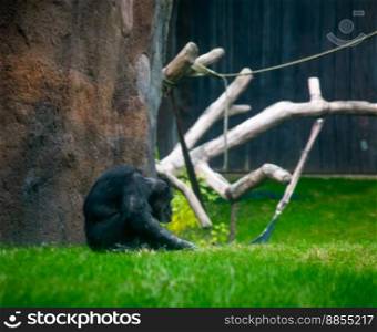 Solitary Elderly Chimpanzee