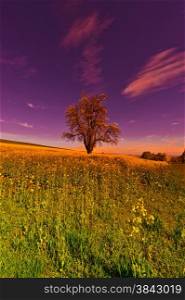 Solitary Flowering Tree Surrounded by Sloping Meadows in Switzerland at Sunrise