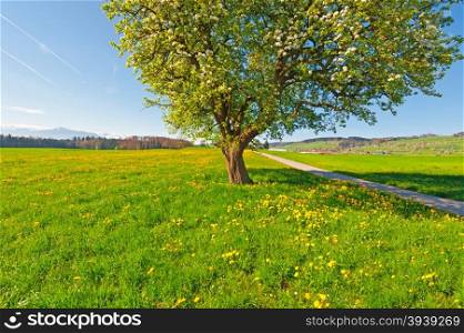 Solitary Flowering Tree Surrounded by Sloping Meadows in Switzerland on the Background of Snow-capped Alps