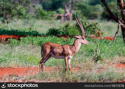 Solitary gazelle in the savannah of Tsavo East park in Kenya in Africa