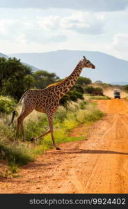 Solitary giraffe crossing the track in the savannah of Tsavo East park in Kenya in Africa