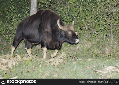 solitary Indian bison or gaur bull foraging in the night