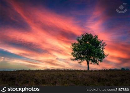 Solitary landscape with endless horizon at a dutch moorland with cloudy sky. Single Tree Standing Alone in the Landscape