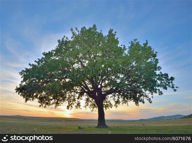 solitary oak tree at sunset