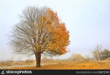 Solitary Single Tree in the fall landscape