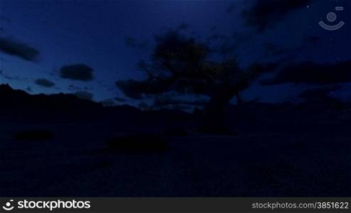 Solitary tree at night, camera fly, timelapse clouds