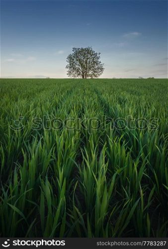 Solitary tree growing strong alone in the middle of a wheat field. Picturesque summer landscape. Beautiful scene with green grass meadow and a lonely tree under the blue sky