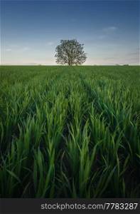 Solitary tree growing strong alone in the middle of a wheat field. Picturesque summer landscape. Beautiful scene with green grass meadow and a lonely tree under the blue sky