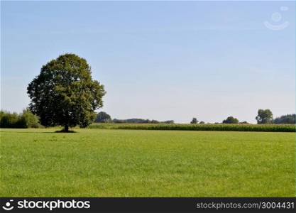 Solitary tree in a meadow in Zelhem, The Netherlands.