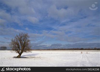 Solitary tree in a snow covered landscape near the Dutch village Werkendam. Solitary tree in a snow covered landscape