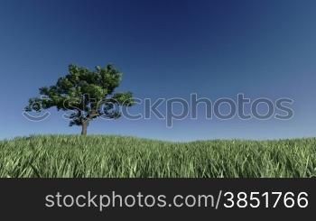 Solitary Tree on Green Meadow against blue sky