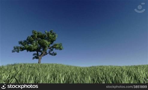 Solitary Tree on Green Meadow against blue sky