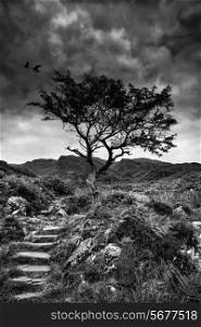 Solitary tree on mountain landscape in black and white
