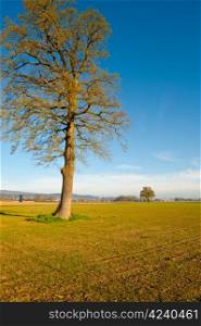 Solitary Tree Surrounded by Plowed Fields, Switzerland
