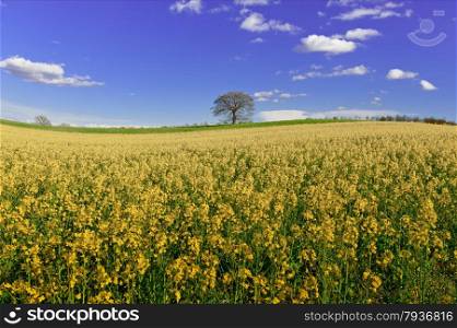 Solitary Tree Surrounded by Sloping Meadows of Tuscany in Italy
