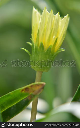 Solitary yellow flower bud in the garden shined at sun