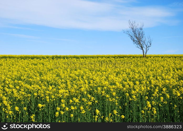 Solitude tree in a blossom rapeseed field at the swedish island oland