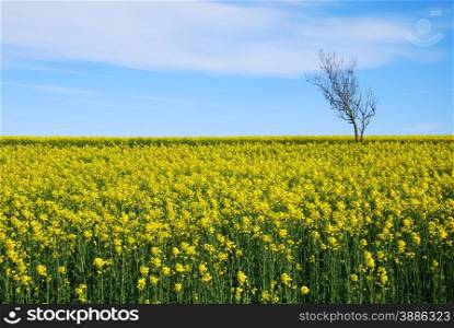Solitude tree in a blossom rapeseed field at the swedish island oland