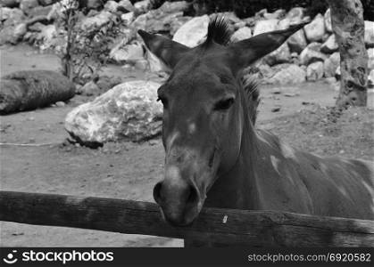 Somali wild ass endangered animal portrait. Black and white.