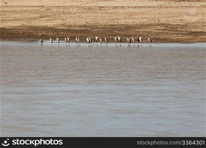 Some african birds on Luangwa river in Zambia