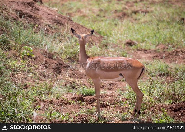 Some antelope in the grassland of the savannah. An antelope in the grassland of the savannah