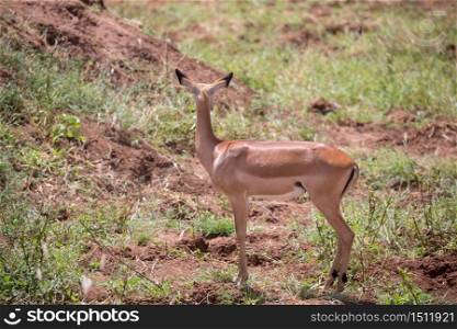 Some antelope in the grassland of the savannah. An antelope in the grassland of the savannah