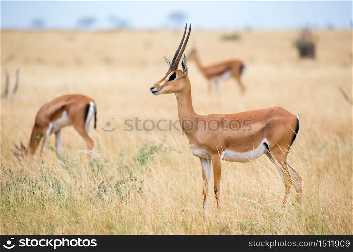 Some antelopes in the grassland of the savannah of Kenya. An antelopes in the grassland of the savannah of Kenya