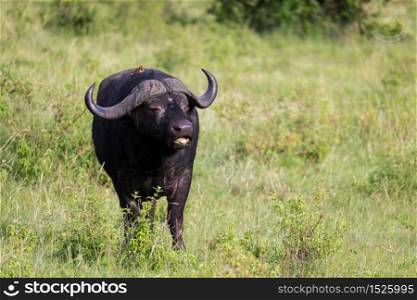 Some big Buffalos are standing in the grass and grazing in the savannah of Kenya. Big Buffalos are standing in the grass and grazing in the savannah of Kenya