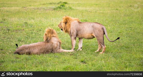 Some big lions show their emotions to each other in the savanna of Kenya. Two big lions show their emotions to each other in the savanna of Kenya