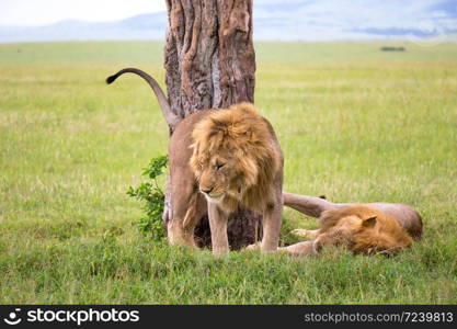 Some big lions show their emotions to each other in the savanna of Kenya. Two big lions show their emotions to each other in the savanna of Kenya