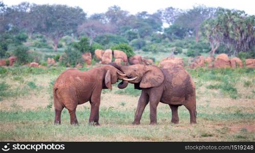 Some big red elephants try to fight each other with the trunks. Two big red elephants try to fight each other with the trunks