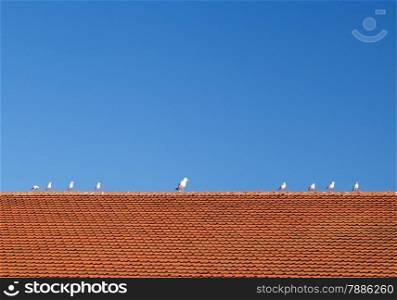 Some birds on the brown tiled roof against clear blue sky