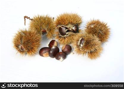 Some chestnuts Partly still in the fruit body