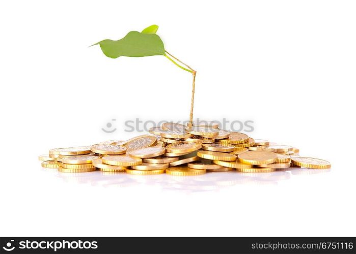 Some coins and a plant in the middle