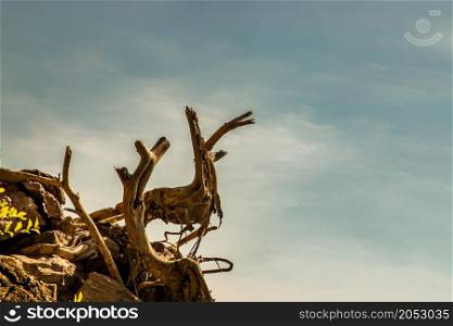 Some dead branches on the rock with natural blue sky in the background. Copy space, No focus, specifically.