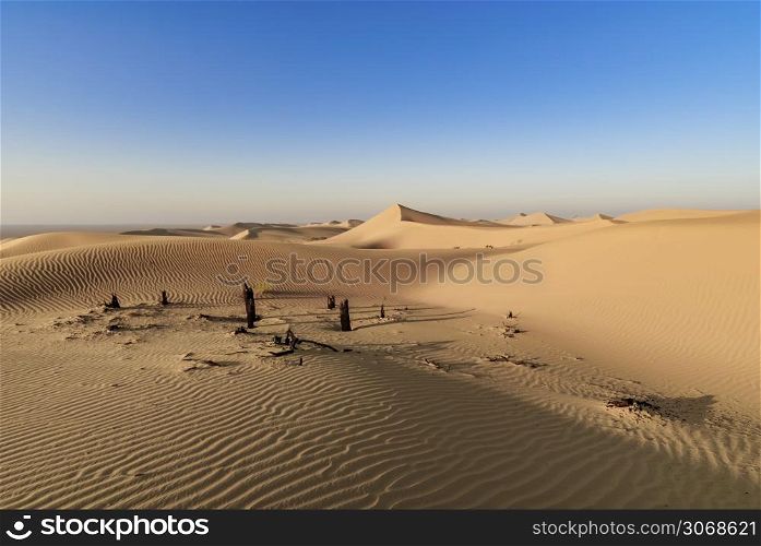 Some dead trees in the desert of Dubai, near Al Faqaa. United Arab Emirates