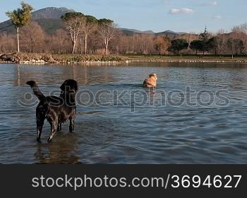 Some dogs in the water