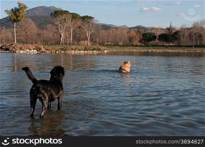 Some dogs in the water