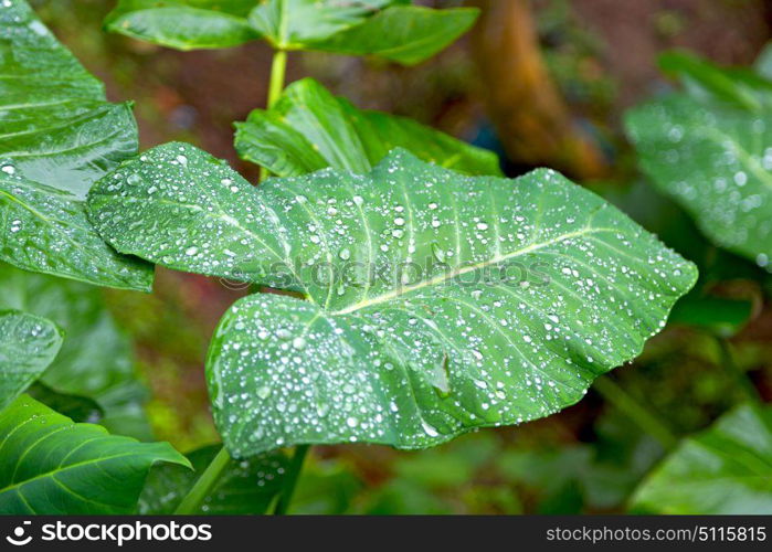 some drops in a leaf after the rain like background wallpaper