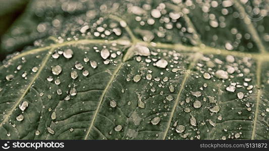 some drops in a leaf after the rain like background wallpaper