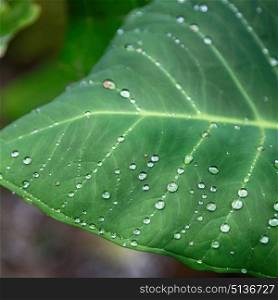some drops in a leaf after the rain like background wallpaper