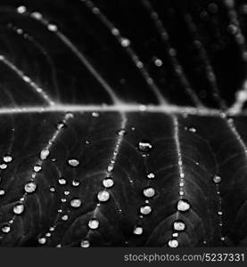 some drops in a leaf after the rain like background wallpaper